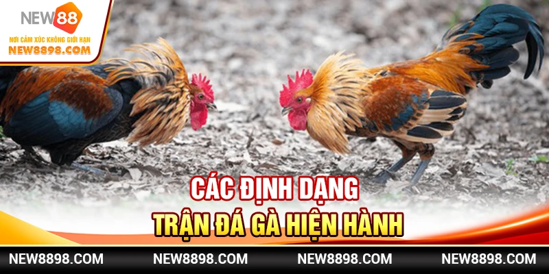 Những định dạng cơ bản trong các trận chiến
