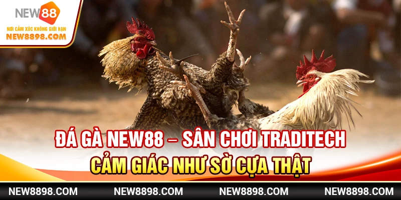 Đá Gà New88 – Sân Chơi TradiTech, Cảm Giác Như Sờ Cựa Thật