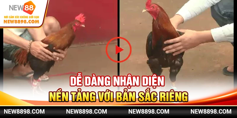 Dễ dàng nhận diện nền tảng với bản sắc riêng