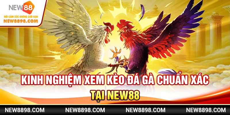 Kinh Nghiệm Xem Kèo Đá Gà Chuẩn Xác Tại New88