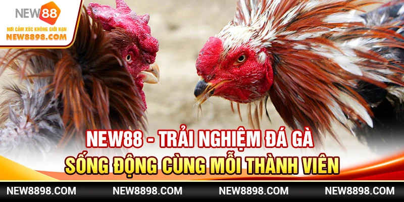 New88 - Trải Nghiệm Đá Gà Sống Động Cùng Mỗi Thành Viên