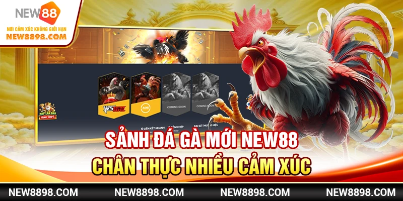  Sảnh Đá Gà Mới New88 – Chân Thực Nhiều Cảm Xúc