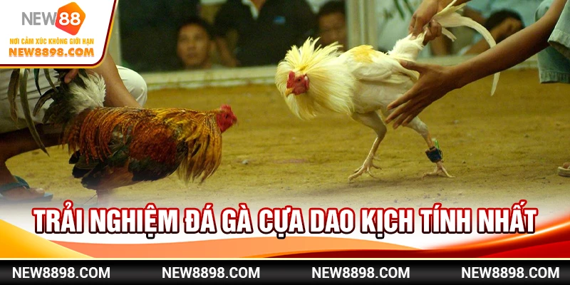 Trải nghiệm đá gà cựa dao kịch tính nhất